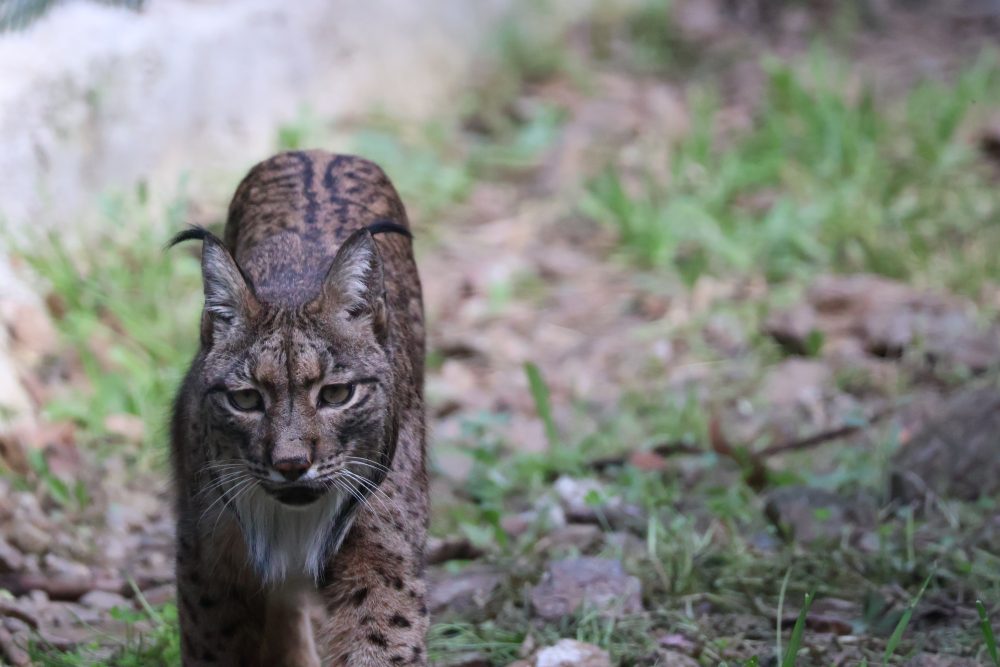Javo, el lince ibérico esteponero, celebra su 13º cumpleaños - SWA Lince iberico 2025 Javo 6 Javo, el lince ibérico esteponero, celebra su 13º cumpleaños - SWA Lince iberico 2025 Javo 6