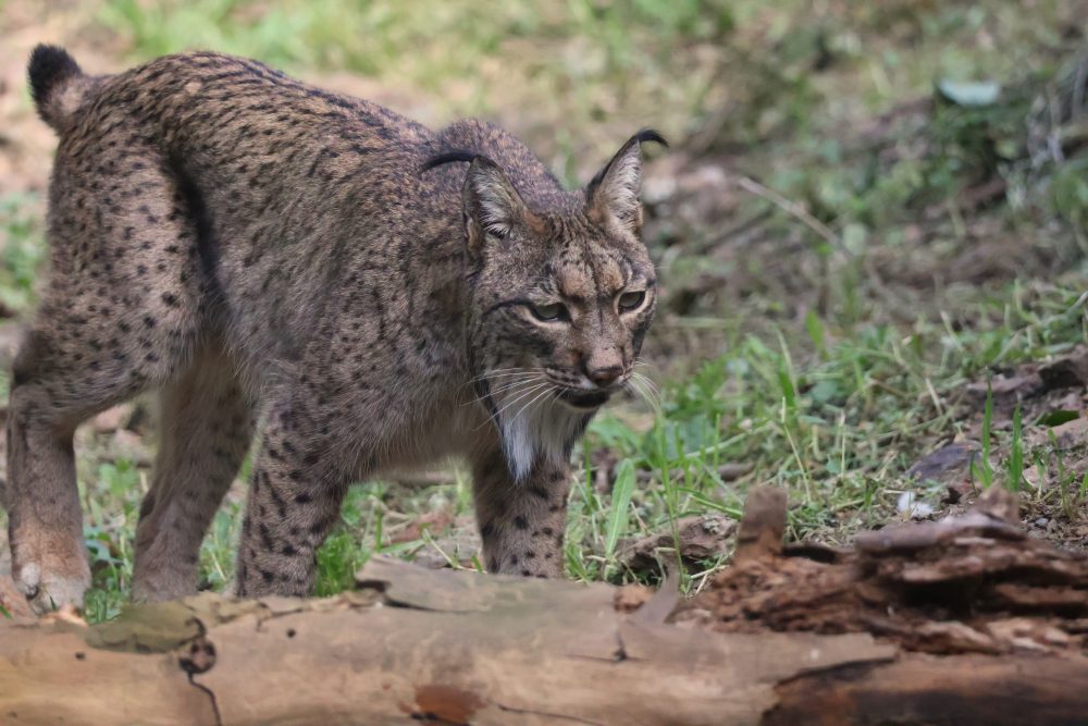 Javo, el lince ibérico esteponero, celebra su 13º cumpleaños - SWA Lince iberico 2025 Javo 7 Javo, el lince ibérico esteponero, celebra su 13º cumpleaños - SWA Lince iberico 2025 Javo 7