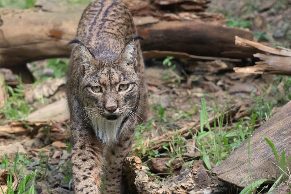 Javo, el lince ibérico esteponero, celebra su 13º cumpleaños - SWA Lince iberico 2025 Javo 8 Javo, el lince ibérico esteponero, celebra su 13º cumpleaños - SWA Lince iberico 2025 Javo 8