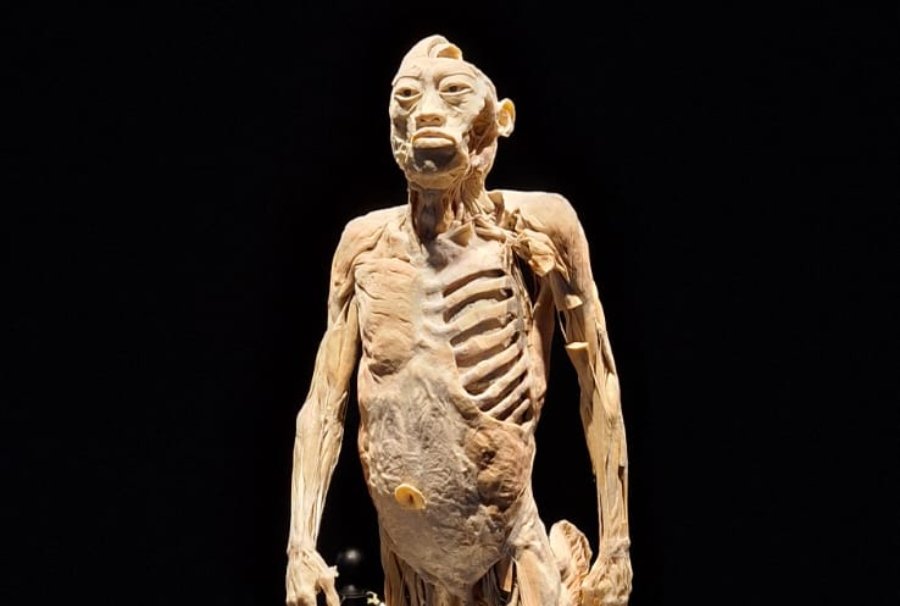 Cuerpos humanos reales y disecados llegan a Estepona en una exposición educativa - bodies evolution Cuerpos humanos reales y disecados llegan a Estepona, una exposición educativa
