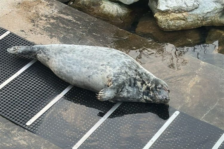 Carmela, la foca gris que recorre la costa andaluza, llega a Manilva - carmela gibraltar 2 750x500 1 Carmela, descansando en el Puerto de Gibraltar. / GBC News