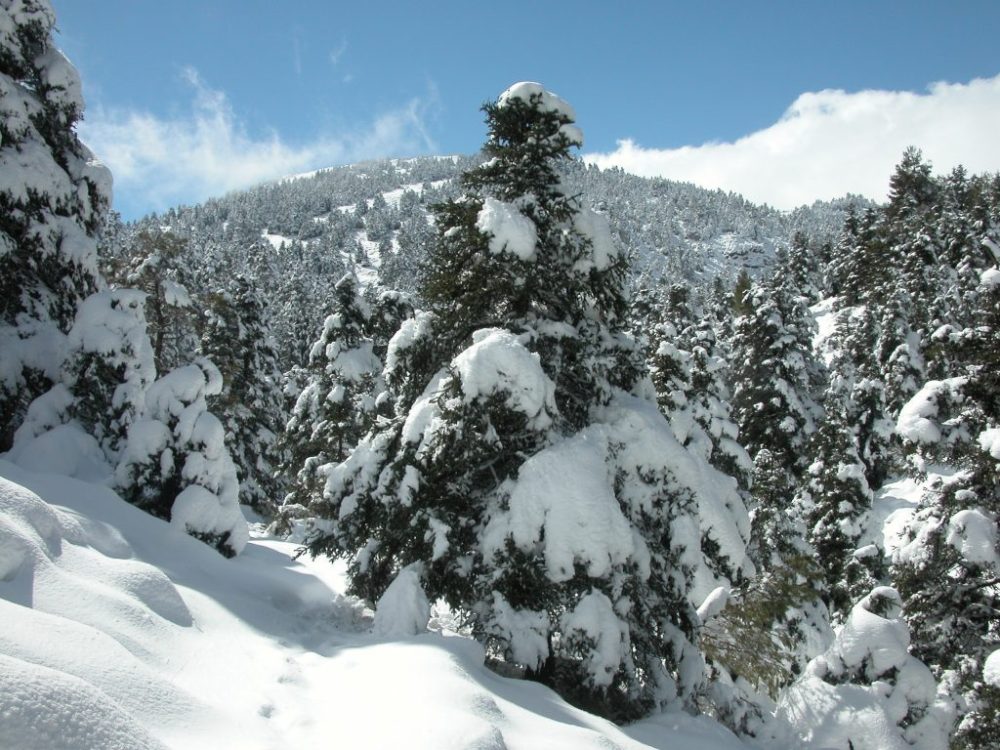 Cuatro rutas senderistas imprescindibles para descubrir la Sierra de las Nieves - image 1 Cuatro rutas senderistas imprescindibles para descubrir la Sierra de las Nieves - image 1