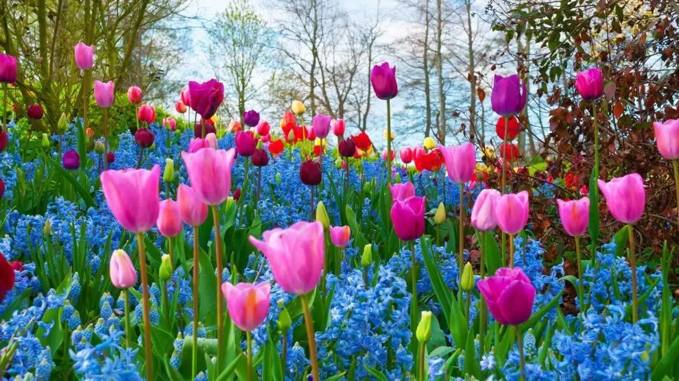 La primavera ha comenzado con avisos por lluvia y temporal debido a 'Martinho' - primavera flores La primavera ha comenzado con avisos por lluvia y temporal debido a ‘Martinho’