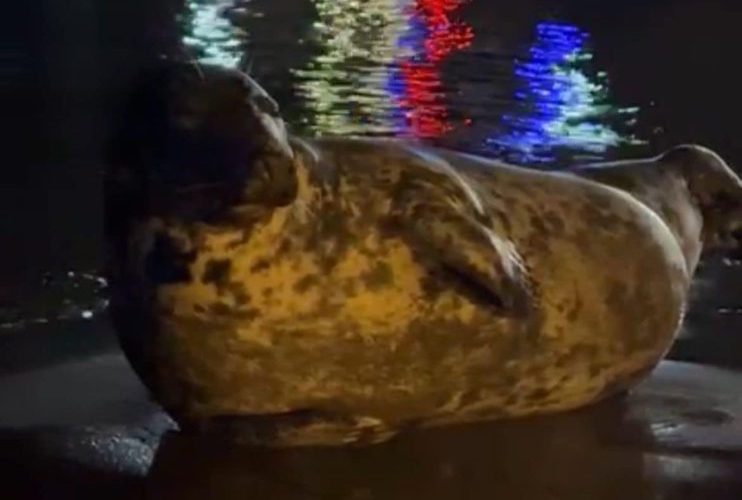 Carmela sigue su viaje por la Costa del Sol: Reaparece en Benalmádena - 486679835 1094833442673735 8361164042228920083 n e1743667529194 Carmela sigue su viaje por la Costa del Sol: Reaparece en Benalmádena - 486679835 1094833442673735 8361164042228920083 n e1743667529194