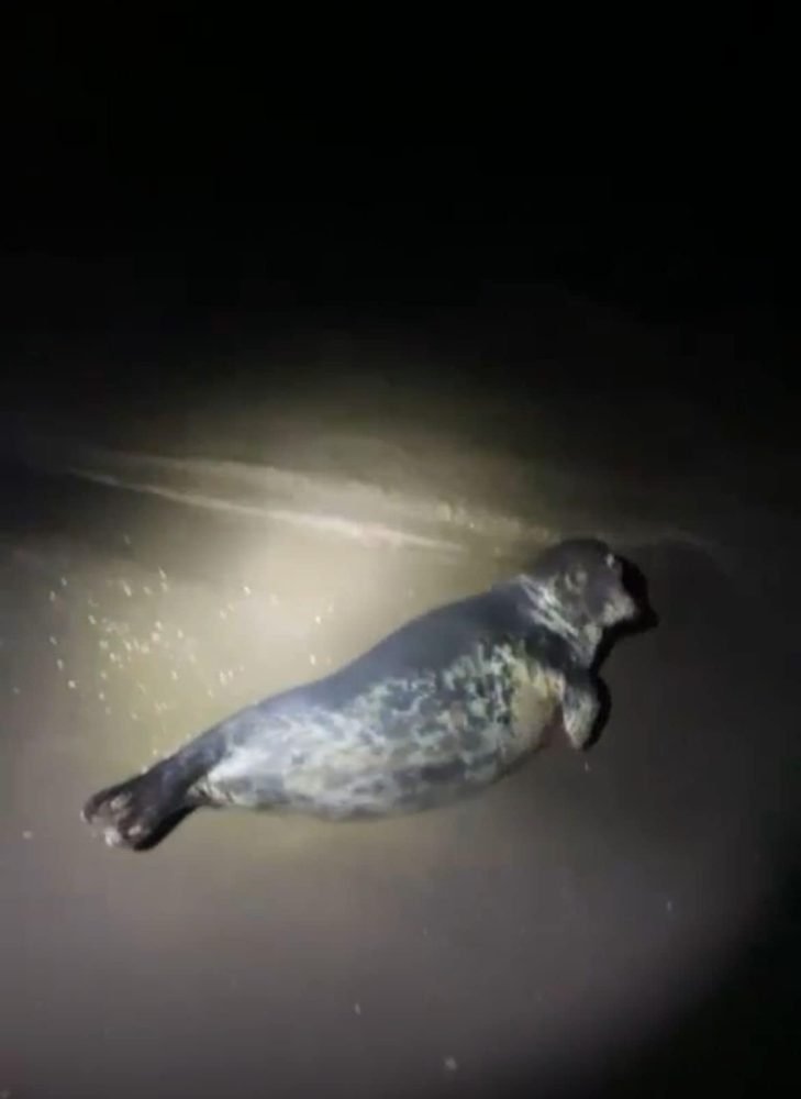 Carmela sigue su viaje por la Costa del Sol: Reaparece en Benalmádena - 487503900 1094833432673736 8127629552215071418 n Carmela sigue su viaje por la Costa del Sol: Reaparece en Benalmádena - 487503900 1094833432673736 8127629552215071418 n