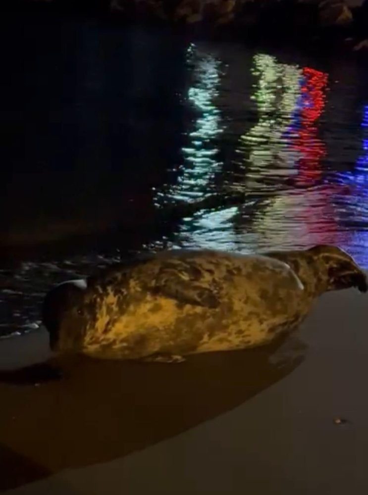 Carmela sigue su viaje por la Costa del Sol: Reaparece en Benalmádena - 488234779 1094833476007065 8670912791458499771 n Carmela sigue su viaje por la Costa del Sol: Reaparece en Benalmádena - 488234779 1094833476007065 8670912791458499771 n