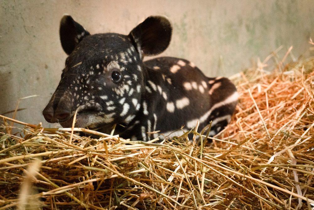 HISTÓRICO: Nace en BIOPARC Fuengirola la primera cría de tapir malayo en España - Cria tapir malayo Bioparc Fuengirola 3 HISTÓRICO: Nace en BIOPARC Fuengirola la primera cría de tapir malayo en España - Cria tapir malayo Bioparc Fuengirola 3