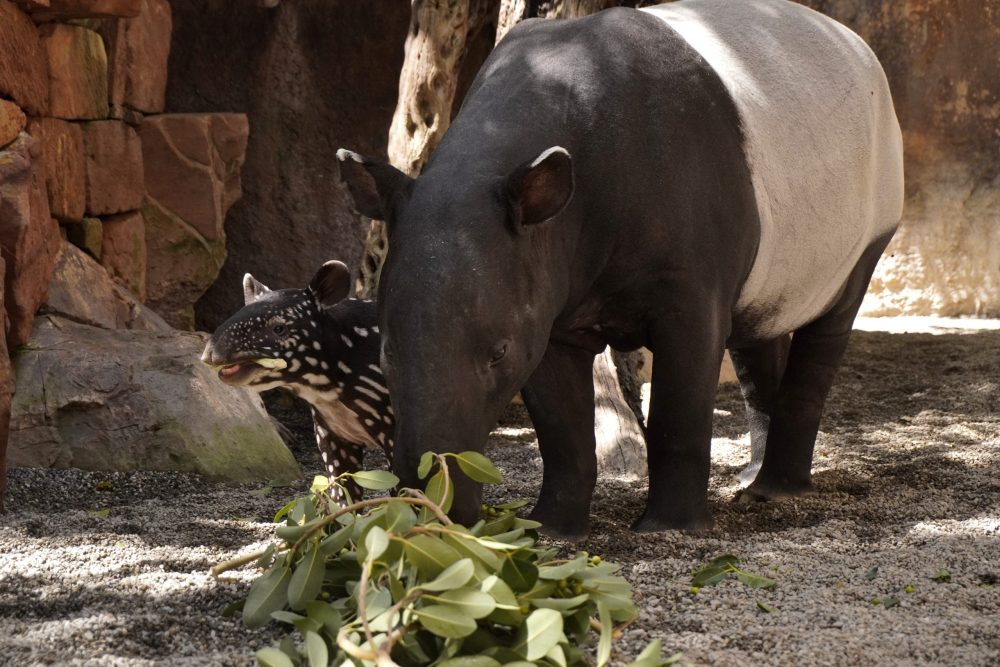 Luz, soñar o bailarina: ayuda a elegir el nombre de la cría más tierna de Bioparc Fuengirola - cria tapir malayo con rawa scaled 1 Luz, soñar o bailarina: ayuda a elegir el nombre de la cría más tierna de Bioparc Fuengirola - cria tapir malayo con rawa scaled 1