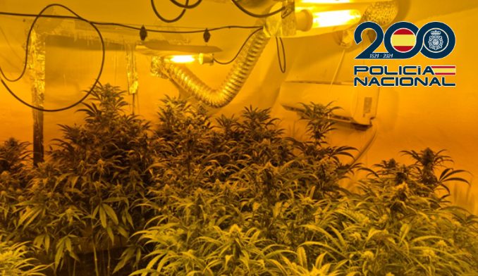 Cae en Málaga un clan familiar dedicado al cultivo de marihuana: tres detenidos y 156 plantas incautadas - 20250520 PLANTACION 1 Imagen de la operación.