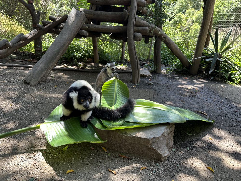 Buba celebra su cumpleaños en Selwo Aventura con un festín muy especial - Buba lemur cumple 2 Buba celebra su cumpleaños en Selwo Aventura con un festín muy especial - Buba lemur cumple 2