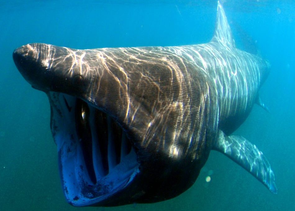 Tiburones en la Costa del Sol: Las 5 especies que te puedes encontrar en nuestras aguas - Cetorhinus maximus by greg skomal e1747638081798 Tiburón Peregrino.