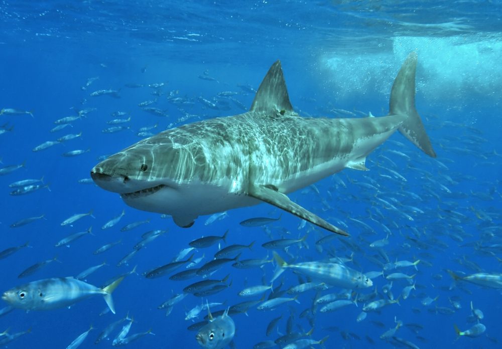 Tiburones en la Costa del Sol: Las 5 especies que te puedes encontrar en nuestras aguas - White shark Tiburones en la Costa del Sol: Las 5 especies que te puedes encontrar en nuestras aguas - White shark