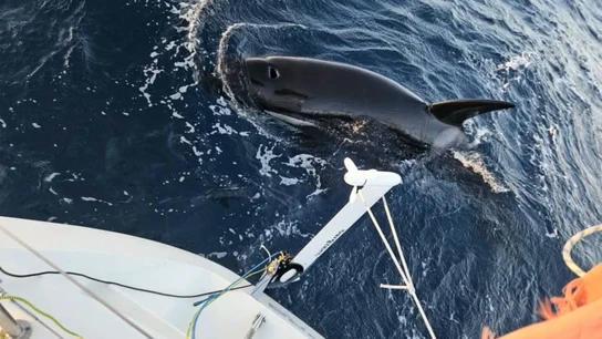 Las interacciones entre orcas y embarcaciones en el Estrecho caen un 40% en 2024 - atque orca estrecho Unas orcas atacan a un barco en el Estrecho de Gibraltar el pasado abril de 2025.
