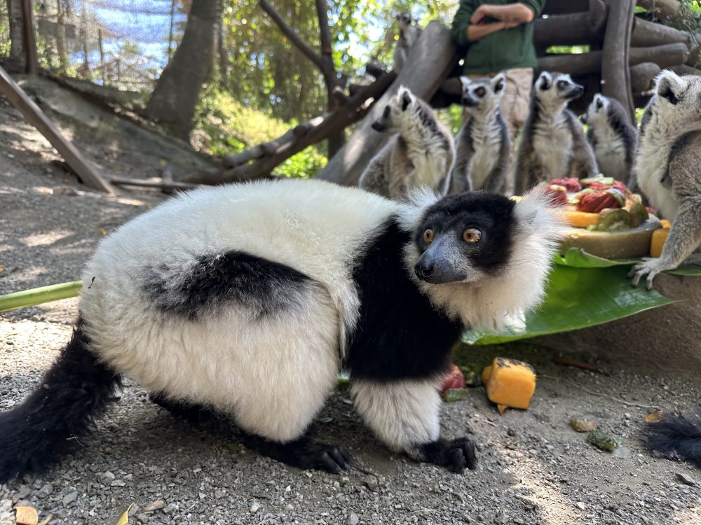 Buba celebra su cumpleaños en Selwo Aventura con un festín muy especial - lemur blanco negro selwo Buba, el lemur blanco y negro de Selwo.
