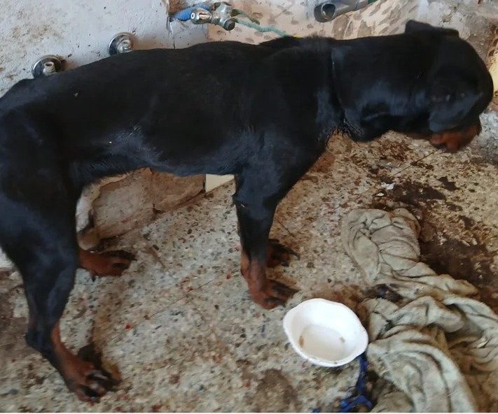 Rescatan a un perro atado y rodeado de basura en San Pedro Alcántara: apenas podía sentarse - perro rescatado san pedro alcantara e1747386377243 Foto del perro rescatado por la Policía Local de Marbella.