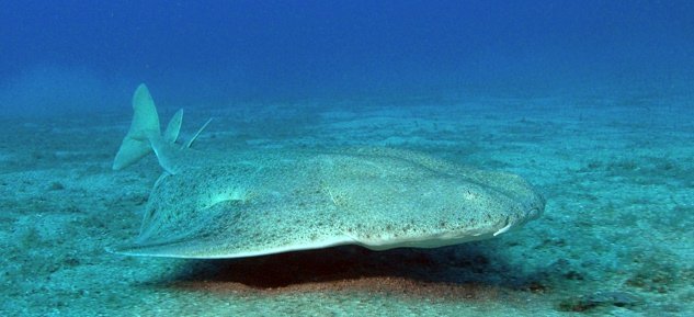 Tiburones en la Costa del Sol: Las 5 especies que te puedes encontrar en nuestras aguas - tiburon angelote Tiburones en la Costa del Sol: Las 5 especies que te puedes encontrar en nuestras aguas - tiburon angelote