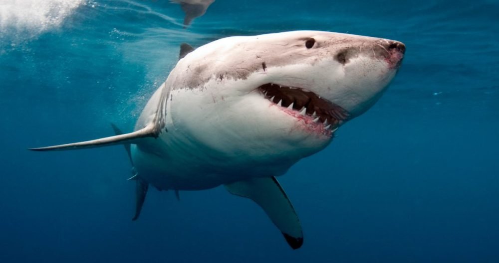 Tiburones en la Costa del Sol: Las 5 especies que te puedes encontrar en nuestras aguas - tiburon blanco Tiburón blanco.
