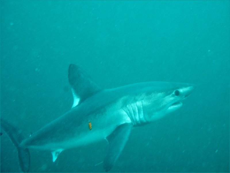 Tiburones en la Costa del Sol: Las 5 especies que te puedes encontrar en nuestras aguas - tiburon cailon Tiburones en la Costa del Sol: Las 5 especies que te puedes encontrar en nuestras aguas - tiburon cailon