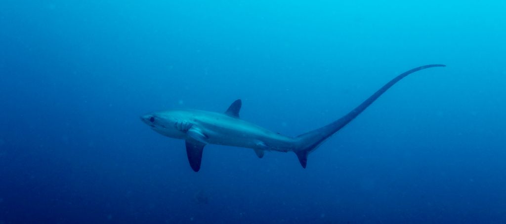 Tiburones en la Costa del Sol: Las 5 especies que te puedes encontrar en nuestras aguas - tiburon zorro Tiburones en la Costa del Sol: Las 5 especies que te puedes encontrar en nuestras aguas - tiburon zorro