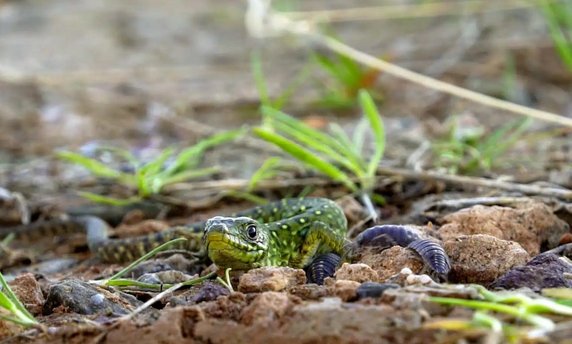 Las otras caminantes de los senderos de Málaga: cinco lagartijas que habitan en la Costa del Sol - Lagarto ocelado