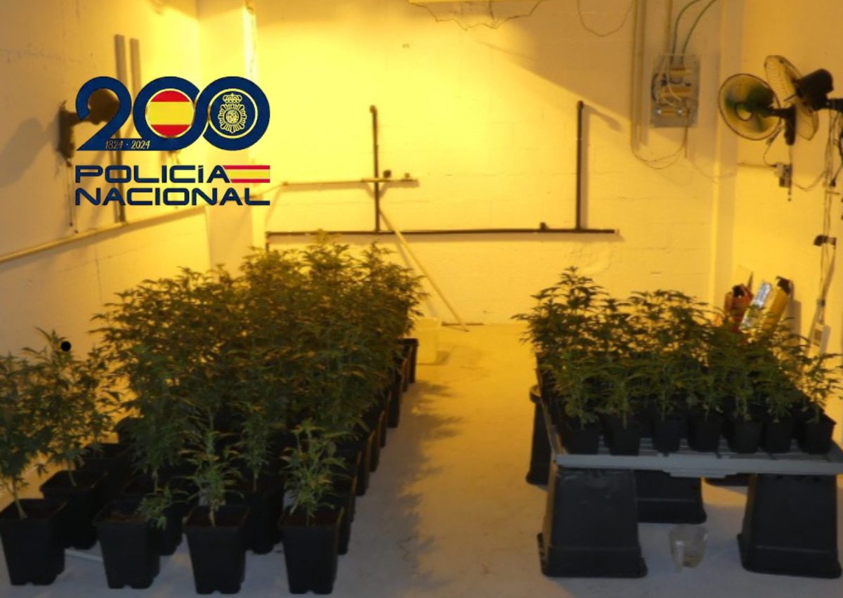Chalets de lujo convertidos en narcoplantaciones: desmantelada una red de cultivo de marihuana en Sabinillas - Plantaciones marihuana viviendas lujo sabinillas Chalets de lujo convertidos en narcoplantaciones: desmantelada una red de cultivo de marihuana en Sabinillas