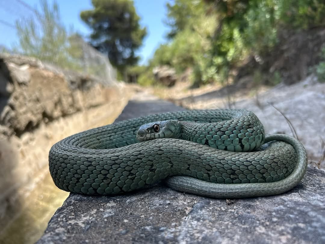 Cinco serpientes que puedes encontrar en Málaga: guardianas silenciosas de nuestros ecosistemas - culebra collar mediterranea malaga Cinco serpientes que puedes encontrar en Málaga: guardianas silenciosas de nuestros ecosistemas - culebra collar mediterranea malaga