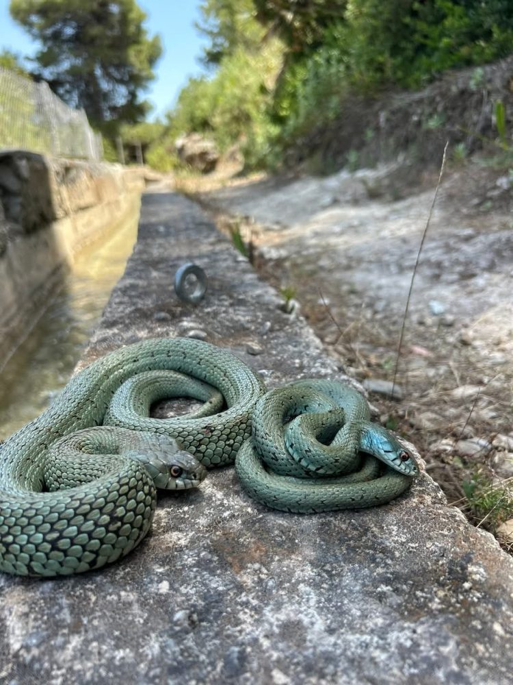 Cinco serpientes que puedes encontrar en Málaga: guardianas silenciosas de nuestros ecosistemas - culebra de collar mediterranea Cinco serpientes que puedes encontrar en Málaga: guardianas silenciosas de nuestros ecosistemas - culebra de collar mediterranea