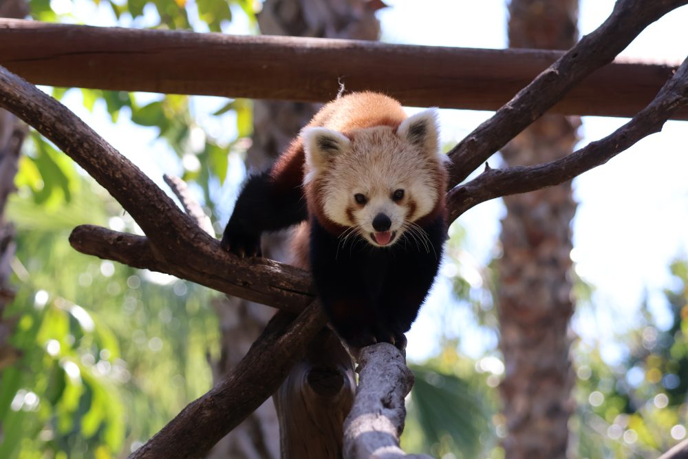 Jannik, el nuevo peludito de Selwo Aventura, ya ha llegado para robar corazones - panda rojo selwo aventura Jannik, el nuevo peludito de Selwo Aventura, ya ha llegado para robar corazones - panda rojo selwo aventura