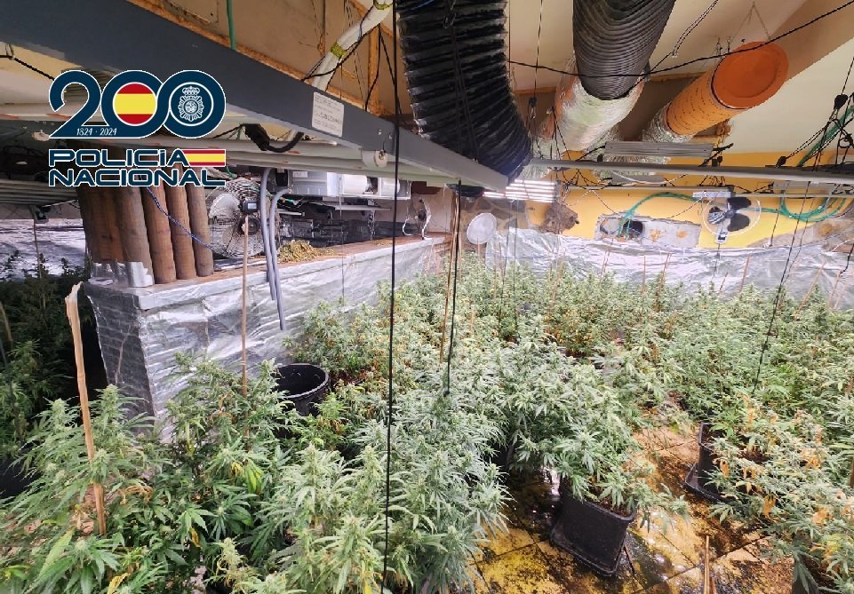 Desmantelan una plantación de marihuana en pleno centro de Coín con 320 plantas - Plantacion Marihuana Coin Policia Nacional Plantacion Marihuana Coin Policia Nacional