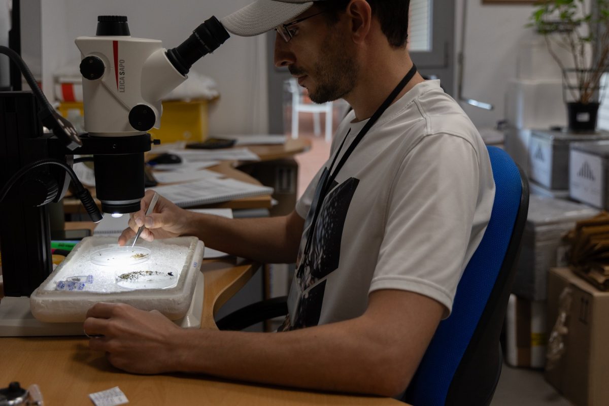 Sin rastro del virus del Nilo Occidental en Andalucía en la última semana de junio - Recuento mosquitos virus nilo Recuento mosquitos virus nilo