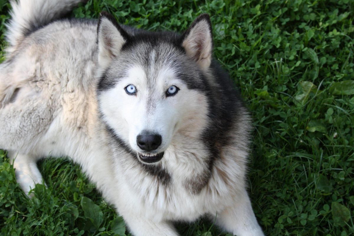 Detienen en Coín al presunto autor de la muerte de un perro con arma de aire comprimido - husky siberiano husky siberiano