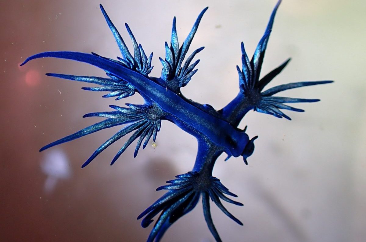 El dragón azul llega a la Costa del Sol: encontrado en una playa de Mijas - Dragon azul Dragón azul