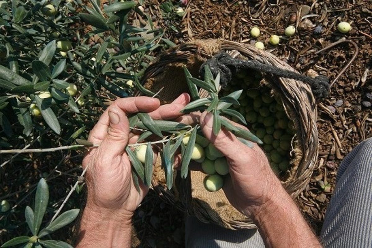 Comienza este mes la campaña de recogida de aceituna aloreña de Málaga - Aceituna alorena Aceituna aloreña