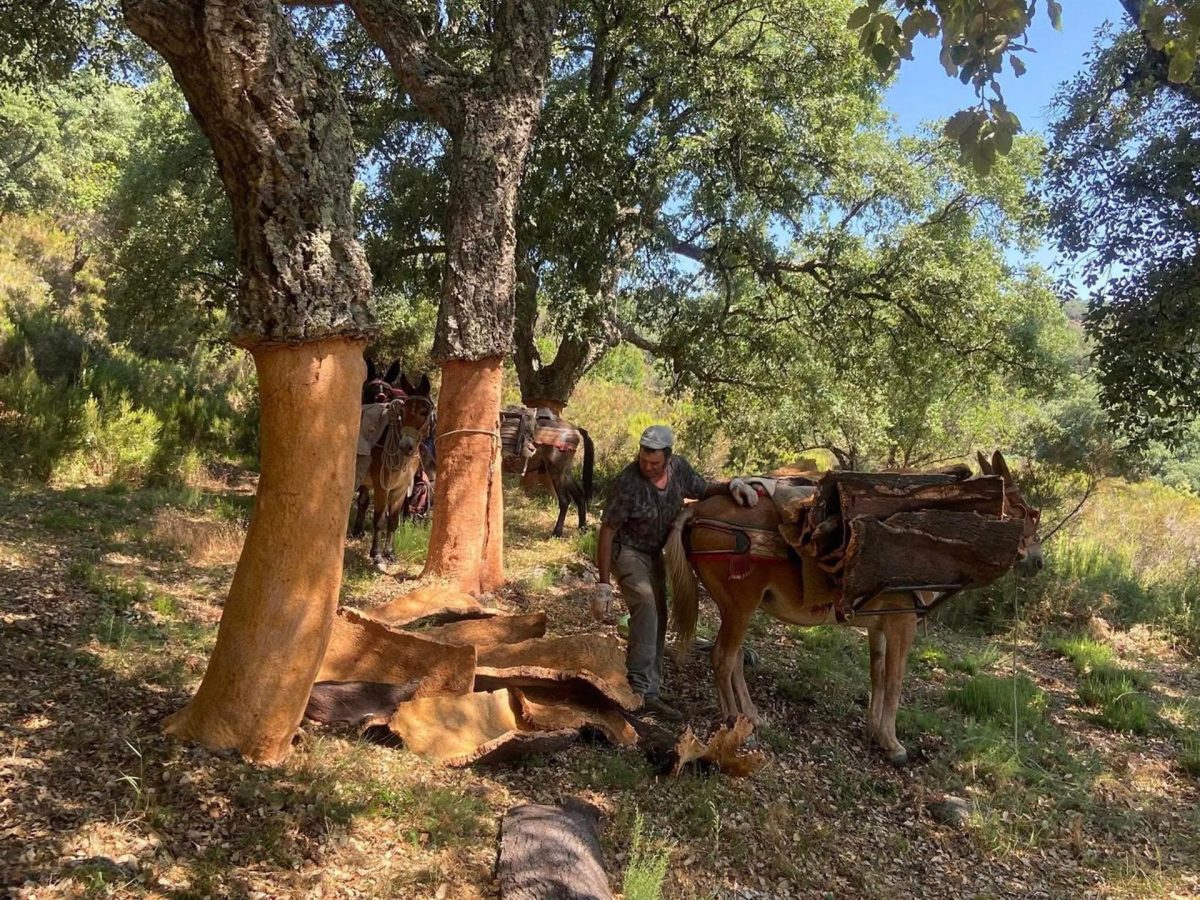 Diputación participa en proyecto europeo para transformar residuos forestales en biomateriales - Biomateriales Diputación de Málaga participa en proyecto europeo con una iniciativa de transformar residuos forestales en biomateriales