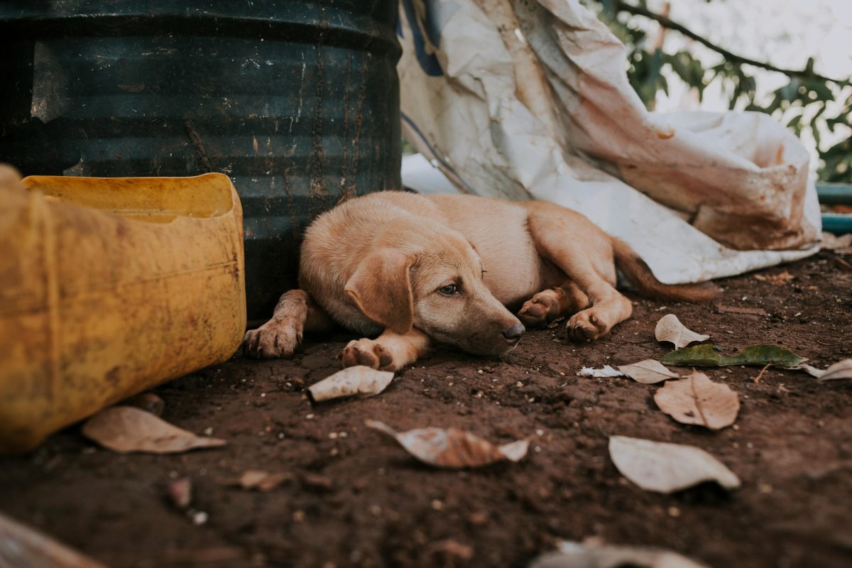 Estepona licita un nuevo servicio de rescate y protección animal con cobertura 24 horas - perro abandonado perro abandonado