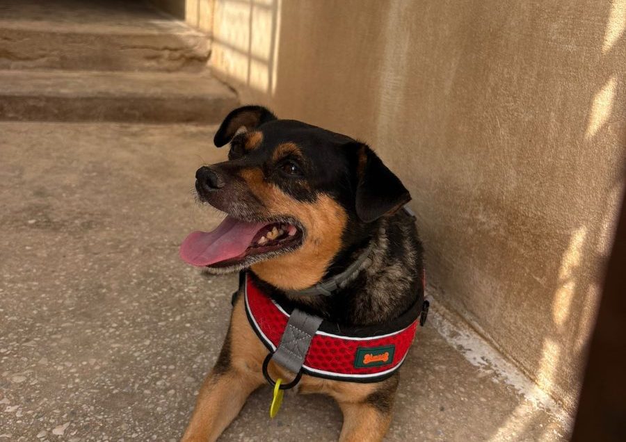 Un futuro incierto para la protectora Fidelio de Benalmádena - perro fidelio benalmadena e1758217889671 perro fidelio benalmádena