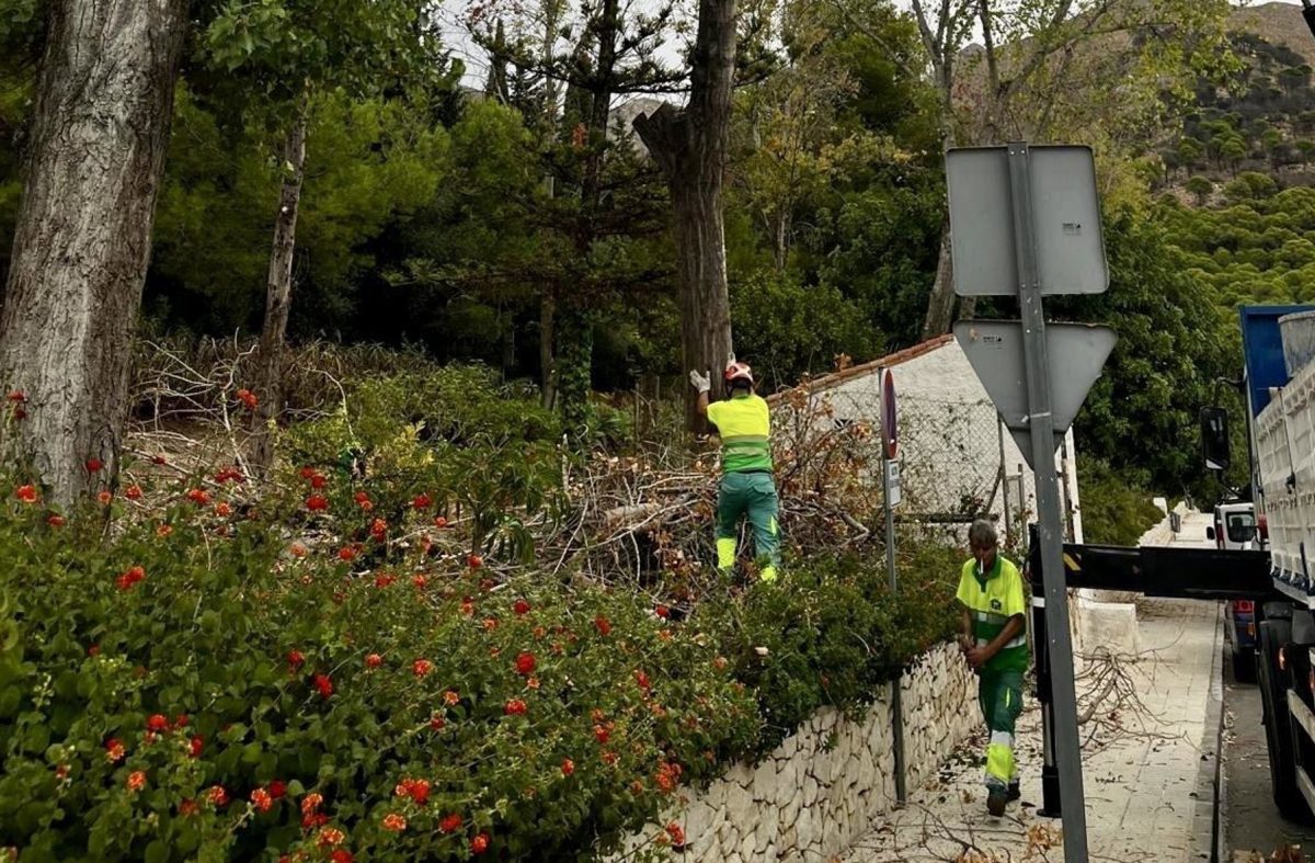 Mijas impulsa en otoño un nuevo plan de podas que ya supera las 4.200 actuaciones - Mijas recorte El Ayuntamiento de Mijas impulsa con la llegada del otoño un nuevo plan municipal de podas que ya supera las 4.200 actuaciones
