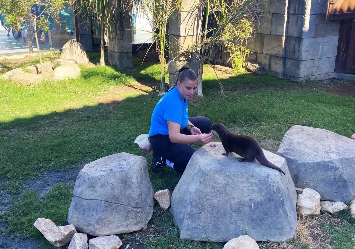 Finaliza con éxito programa de cría de nutria de Sea Life con el traslado de un ejemplar al acuario de Alemania - Nutria Sea Life Nutria en Sea Life Benalmádena