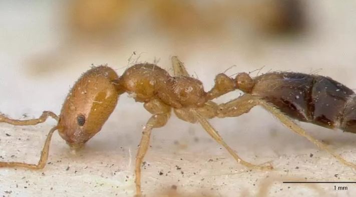Llega por primera vez a Baleares la hormiga invasora 'Trichomyrmex Destructor', ya detectada en Marbella - hormiga invasora hormiga invasora