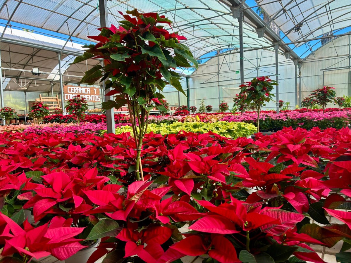 El Green Friday llega al Vivero Municipal de Torremolinos con el 20% de descuento en todos sus productos - Vivero Torremolinos Vivero municipal de Torremolinos
