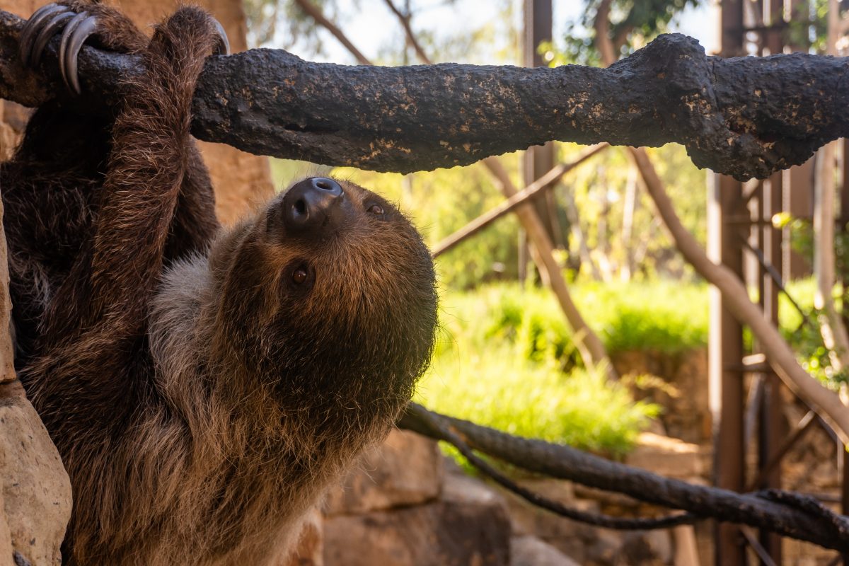 Perezoso dos dedos bioparc fuengirola