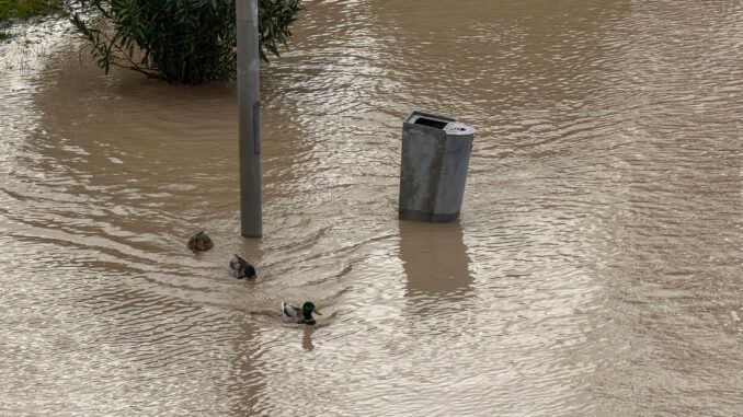 La borrasca Kristin deja más de 300 incidencias en Málaga por viento y lluvias - WhatsApp Image 2026 01 29 at 11.32.17 borrasca
