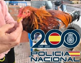 Operación ‘Cresta’: detenidos dos jóvenes por robar gallos de pelea en fincas privadas - 20260224 foto gallos e1771938412774 gallos