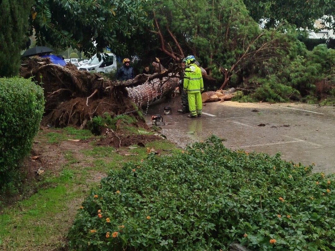 Árboles caídos, viviendas anegadas y fachadas dañadas: 40 intervenciones por el temporal en Marbella - 629376194 18343210483210968 2161707193305251634 n árbol caído