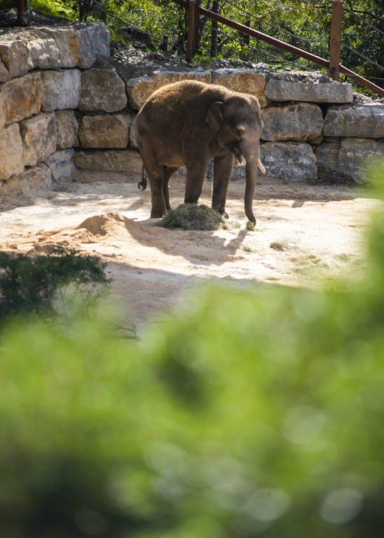 Hope, el nuevo elefante de Sumatra, protagoniza la temporada 2026 en Selwo Aventura - Bogor 142 Hope, el nuevo elefante de Sumatra, protagoniza la temporada 2026 en Selwo Aventura - Bogor 142