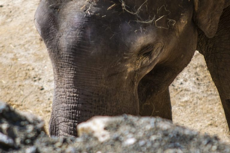 Hope, el nuevo elefante de Sumatra, protagoniza la temporada 2026 en Selwo Aventura - Bogor 148 Hope, el nuevo elefante de Sumatra, protagoniza la temporada 2026 en Selwo Aventura - Bogor 148