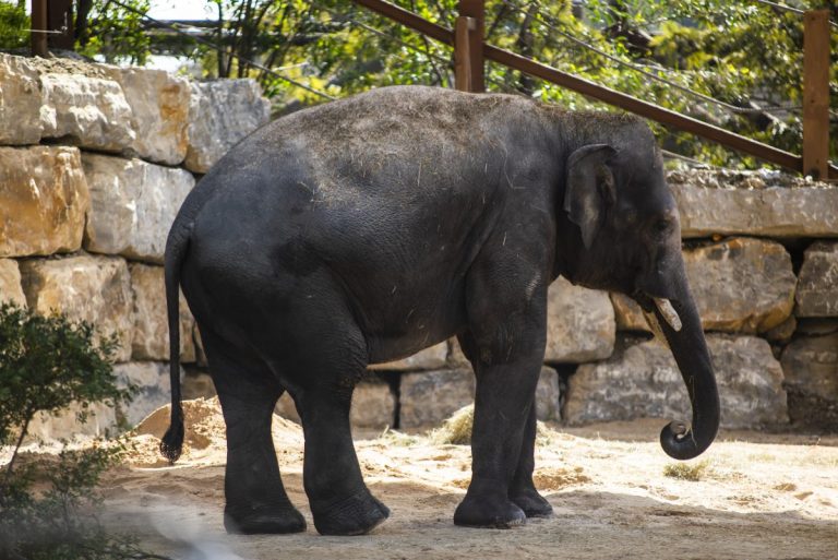 Hope, el nuevo elefante de Sumatra, protagoniza la temporada 2026 en Selwo Aventura - Bogor 151 1 Hope, el nuevo elefante de Sumatra, protagoniza la temporada 2026 en Selwo Aventura - Bogor 151 1