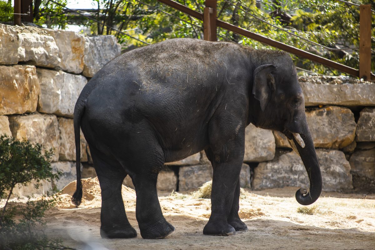 Hope, el nuevo elefante de Sumatra, protagoniza la temporada 2026 en Selwo Aventura - Bogor 151 Hope, el nuevo elefante de Sumatra, protagoniza la temporada 2026 en Selwo Aventura - Bogor 151