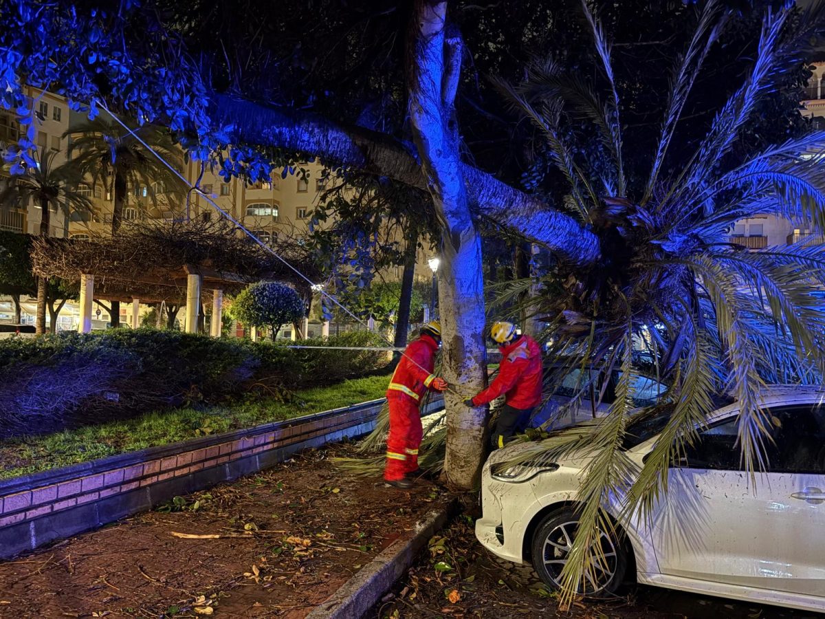 Fuengirola atiende más de una decena de incidencias por el paso de la borrasca Leonardo - Bomberos actua ante la caida de un arbol en la plaza de la Hispanidad Bomberos Fuengirola