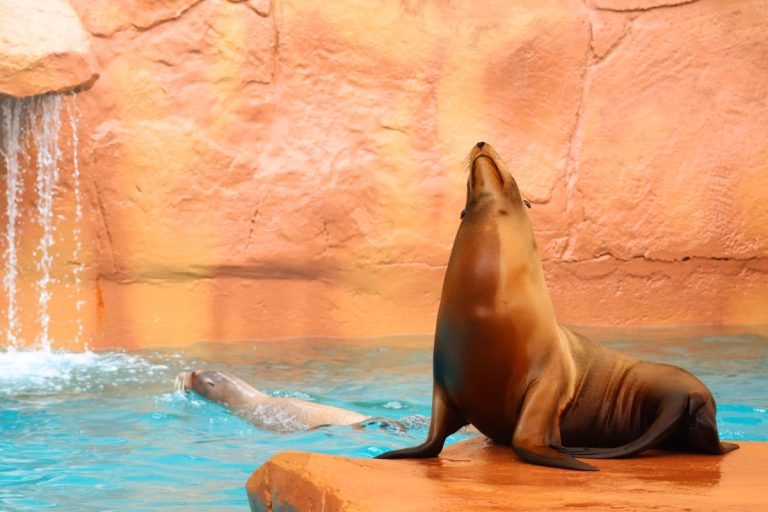 Hope, el nuevo elefante de Sumatra, protagoniza la temporada 2026 en Selwo Aventura - SWM Leones marinos California 3 Hope, el nuevo elefante de Sumatra, protagoniza la temporada 2026 en Selwo Aventura - SWM Leones marinos California 3
